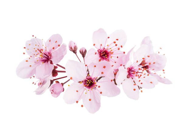 Fleur de cerisier